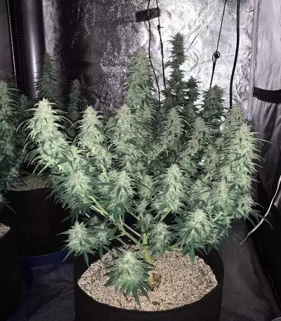 Monkey GG#4 Original Glue (Growers Choice) Cannabis-Samen