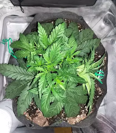OG Kush Auto feminisierte Samen (Ethos Genetics)