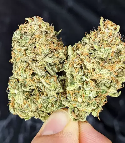 Original Auto Sour Diesel (Fast Buds) Cannabis-Samen