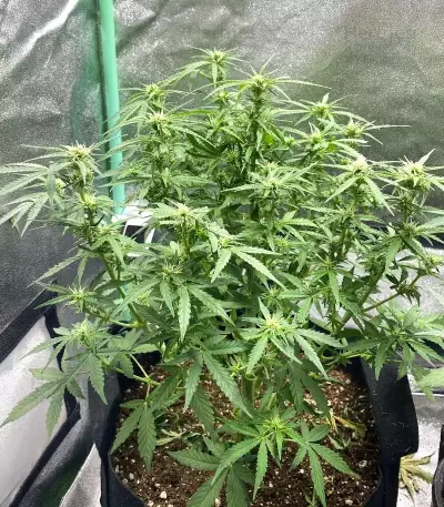 Purple Juice Auto feminisierte Samen (Herbies Seeds)
