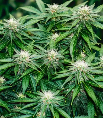 Strawberry AKeil (Serious Seeds) Cannabis-Samen