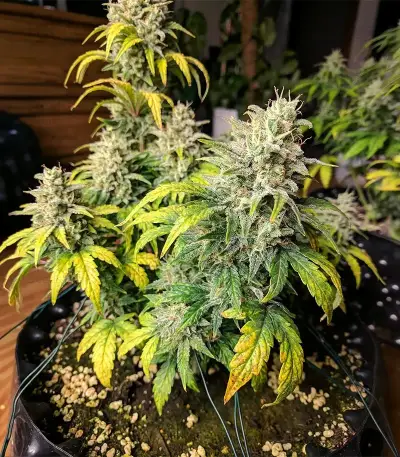 Super Mutant Mass (Critical Mass Collective Seeds) Cannabis-Samen