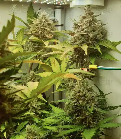 Z Auto (Fast Buds) Cannabis-Samen