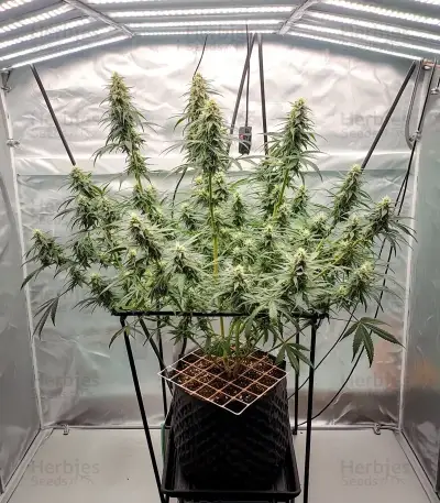 Zoap feminisierte Samen (Barney's Farm)