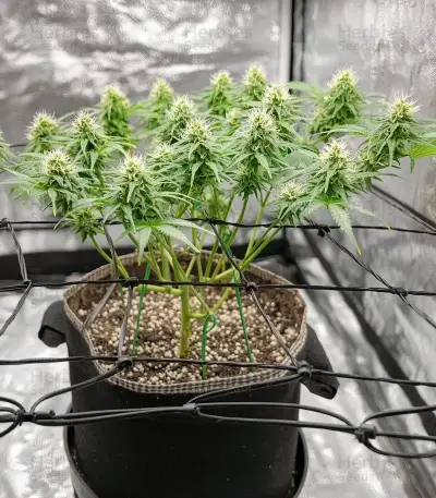 Zoap feminisierte Samen (Barney's Farm)