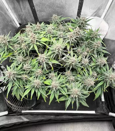 Tropicana Cookies Auto feminisierte Samen (Fast Buds)