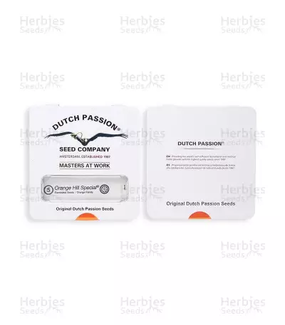 Orange Hill Special (Dutch Passion) Cannabis-Samen