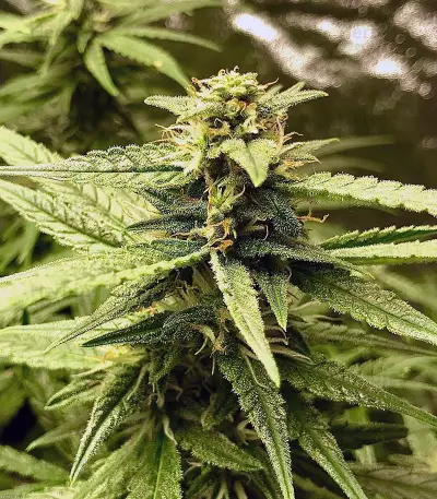 K.O Crop Auto (Cream of the Crop Seeds) Cannabis-Samen