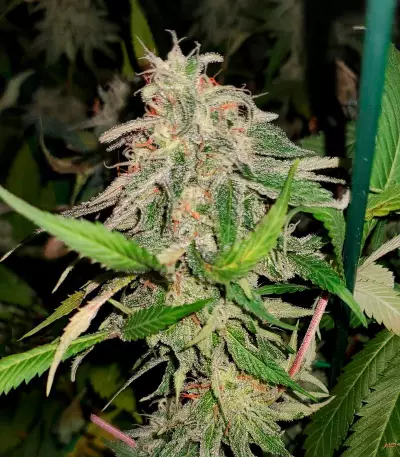 24K Gold (AKA Kosher Tangie) (DNA Genetics) Cannabis-Samen