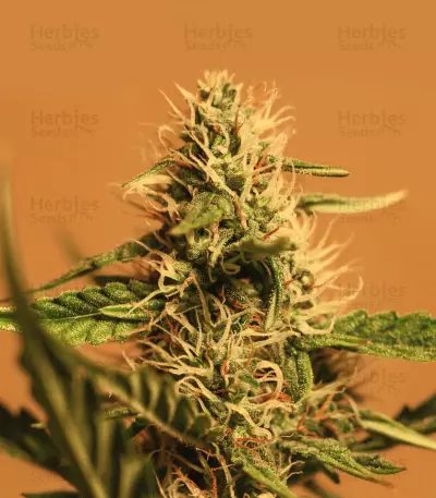 Shiva Skunk Automatic (Sensi Seeds) Cannabis-Samen