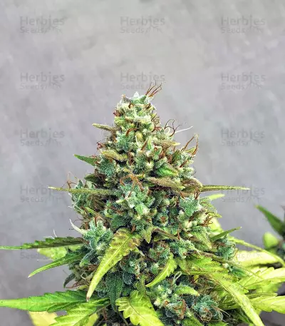 Amnesia Bilbo Auto (Genehtik Seeds) Cannabis-Samen
