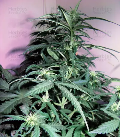 Auto AK XXL strain