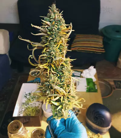 Auto Xtreme (Dutch Passion) Cannabis-Samen