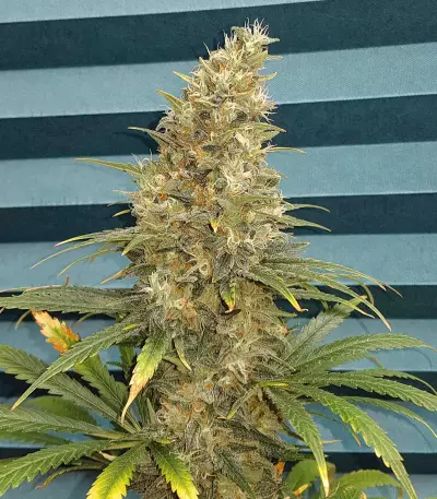 Black Jack (Sweet Seeds) Cannabis-Samen