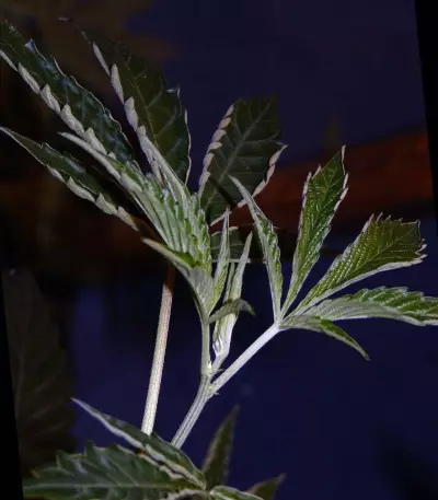 Brain Cake (Ripper Seeds) Cannabis-Samen
