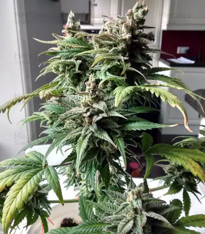 CBD Lemon Potion Auto (Barney's Farm) Cannabis-Samen