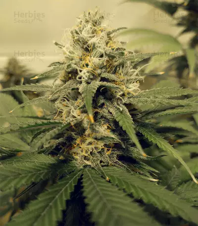 Critical Super Silver Haze (Delicious Seeds)