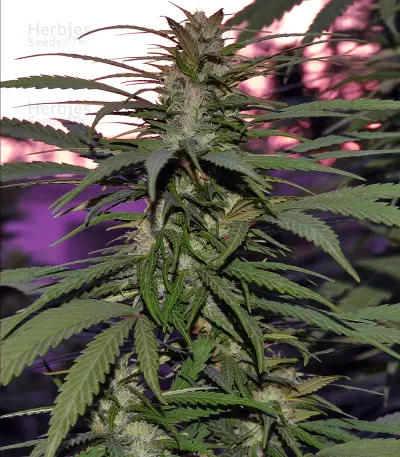 Destroyer Regular (CannaBioGen) Cannabis-Samen