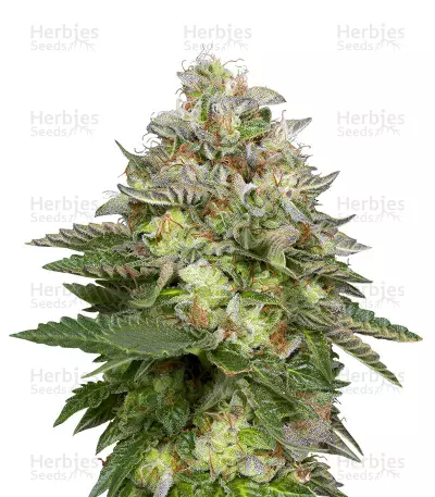 DO-Si-DOS (Big Head Seeds) Cannabis-Samen