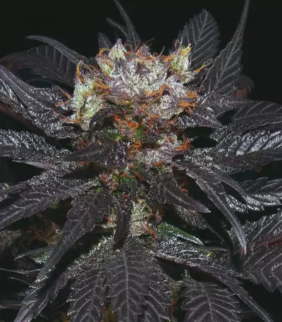 French Macaron (Gelato 33 x French Cookies) (T.H. Seeds) Cannabis-Samen