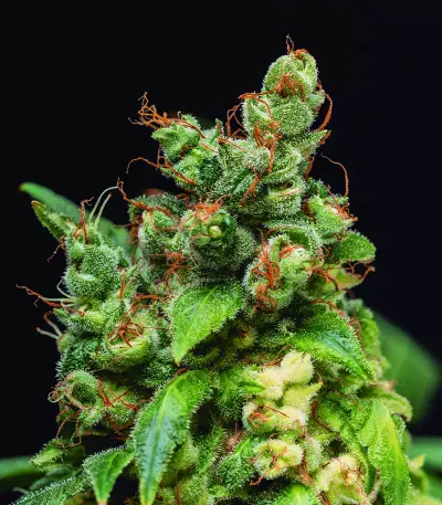 Gelato (BlimBurn Seeds) Cannabis-Samen