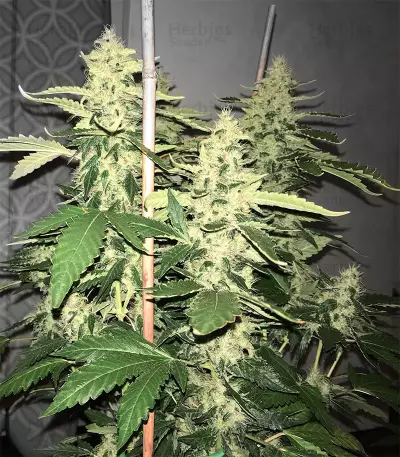 Green Crack (BlimBurn Seeds) Cannabis-Samen