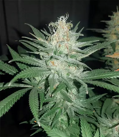 Killer Purps (Bomb Seeds) Cannabis-Samen