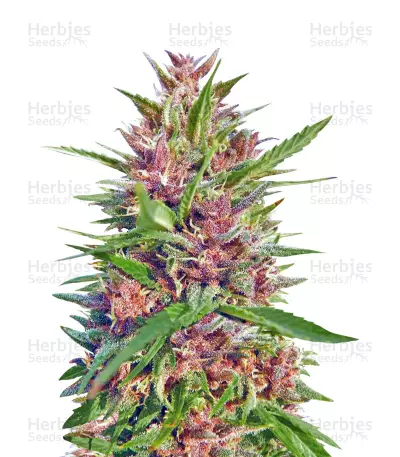 Malawi x PCK Regular (Ace Seeds) Cannabis-Samen