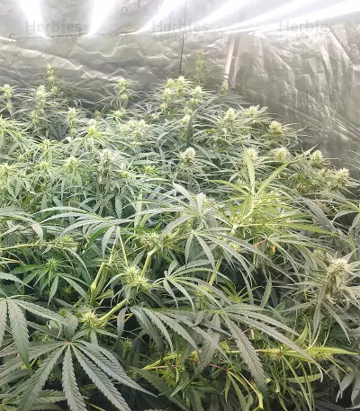 Malawi x Panama Regular (Ace Seeds) Cannabis-Samen