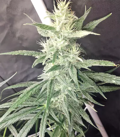 Malawi x Panama (Ace Seeds) Cannabis-Samen