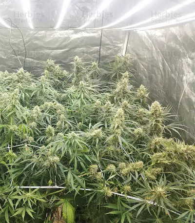 Malawi x Panama (Ace Seeds) Cannabis-Samen