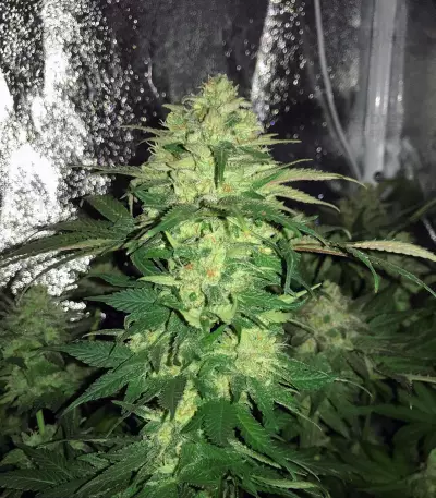 Master Kush (White Label) Cannabis-Samen
