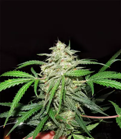 Mexican Sativa (Sensi Seeds) Cannabis-Samen
