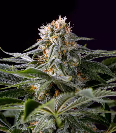 Midnight Kush (G13 Labs) Cannabis-Samen
