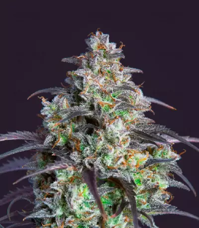 Mimosa Cake Auto feminisierte Samen (Fast Buds)