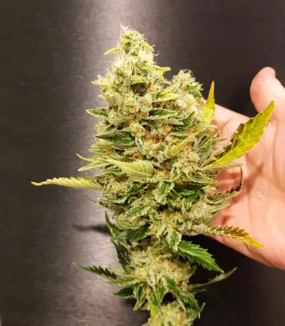 NYC Diesel (Zambeza Seeds) Cannabis-Samen