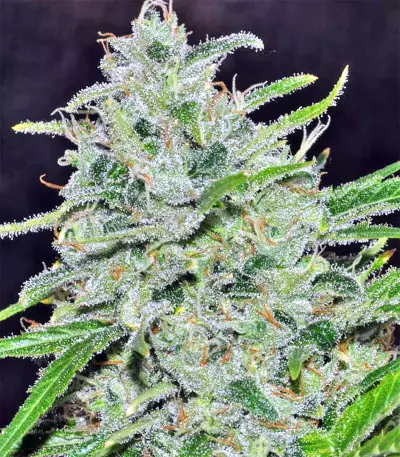Purple Haze x Malawi (Ace Seeds) Cannabis-Samen