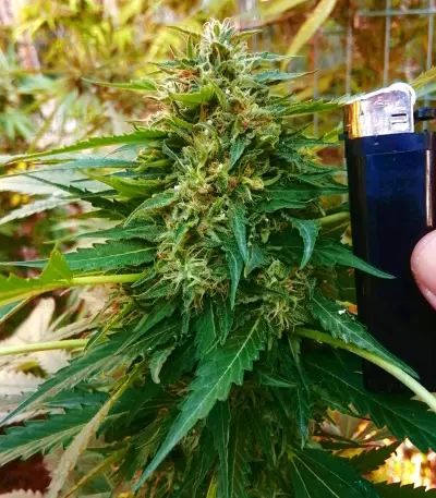 Sapphire Scout (Humboldt Seeds Organization) Cannabis-Samen
