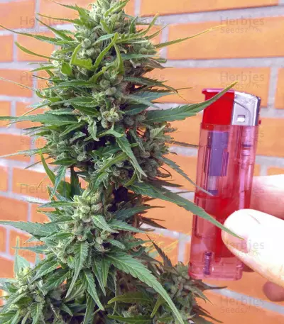 Secret Ducky (Xtreme Seeds) Cannabis-Samen