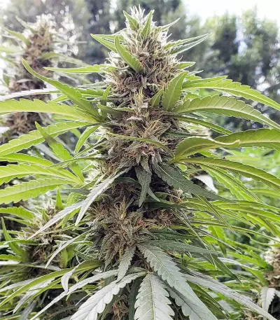 Shaman (Dutch Passion) Cannabis-Samen