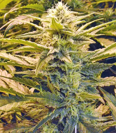 Sour Hound F2 Auto (Mephisto Genetics) Cannabis-Samen