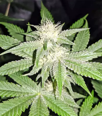 Strawberry Banana (Big Head Seeds) Cannabis-Samen