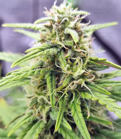 Strawberry Gum (Advanced Seeds) Cannabis-Samen