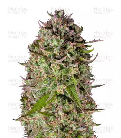 Super Silver Haze Regular (Mr. Nice Seedbank) Cannabis-Samen