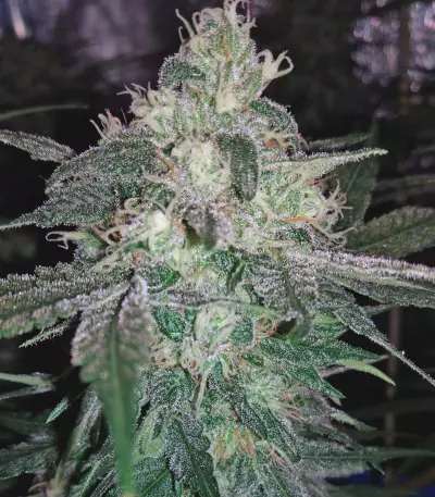 Tangilope (DNA Genetics) Cannabis-Samen