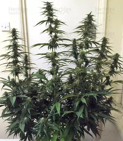 Thai Chi (Ace Seeds) Cannabis-Samen
