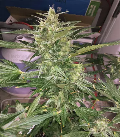 Thunder Bloody Mary Auto (Samsara Seeds) Cannabis-Samen