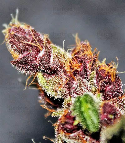 Violeta Regular (Ace Seeds) Cannabis-Samen