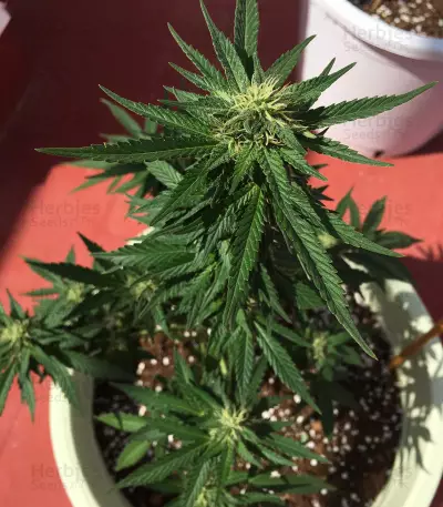 Watermelon Z (Pyramid Seeds) Cannabis-Samen