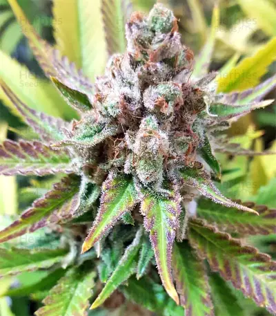 White Critical (White Widow +) (Original Sensible Seeds) Cannabis-Samen
